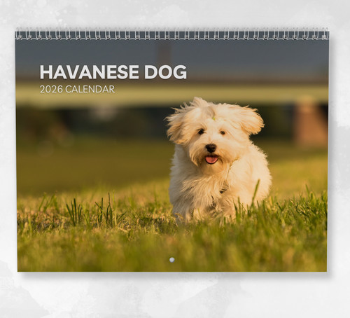 Havanese dog calendar - havanese,