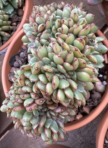 Echeveria watermelon bubble - echeveria,