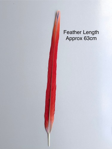 Parrot macaw feather - macaw, crafts