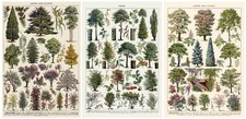 TREE CHART BOTANICAL VINTAGE