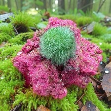 Red Rare Dandelion Zeolite