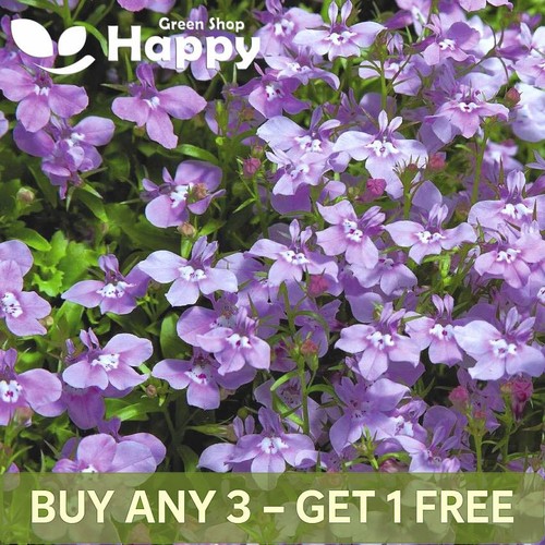 Lobelia twilight lilac - lobelia,