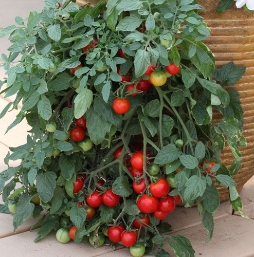 Tumbling tom seeds - 25, x