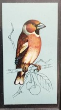 TETLEY TEA CARD-BRITISH BIRDS 1970-#25-HAWFINCH (MALE IN SUMMER) 