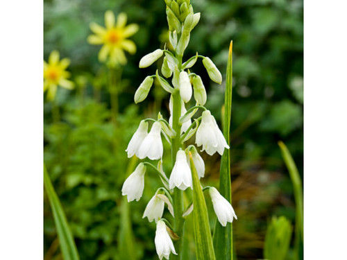 Galtonia candicans summer - galtonia, (summer
