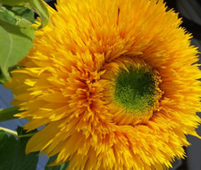 Sunflower Double Flower Teddy
