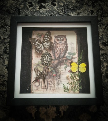 Butterfly owl pellet bone - &,