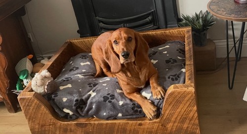 Unique solid wooden dog bed - dog,