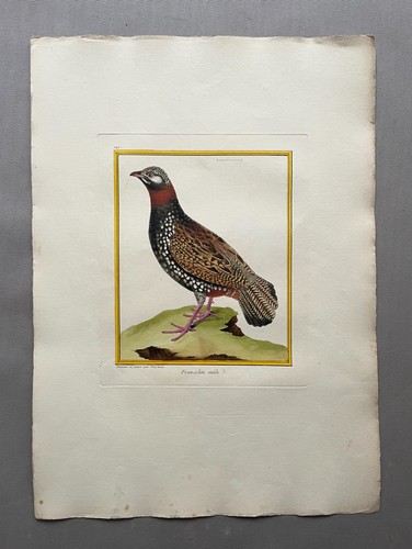 Francolin male engraving - engraving, by
