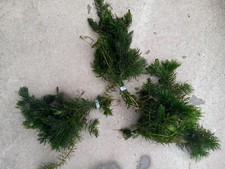 Hornwort Pond & Aquarium