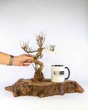 Tanuki Bonsai Driftwood Fish Tank Vivarium Decoration Real Wood Untreated