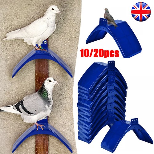 20pcs pigeon bird pet - 10/20pcs,