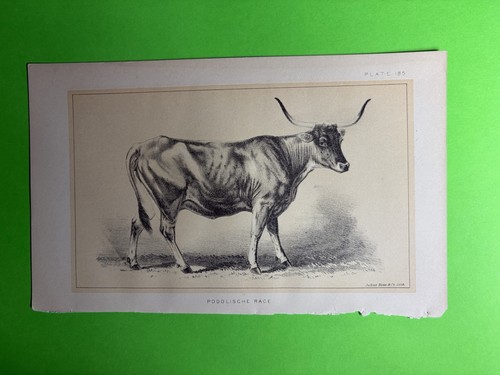 Julius bien litho - julius,