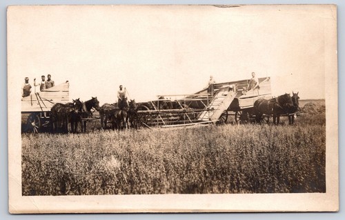 Harvesting grain horse drawn - harvesting,