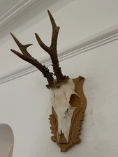 Pointy Antlers of a Roe Deer