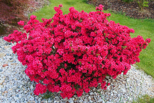 Azalea japonica maruschka - maruschka,