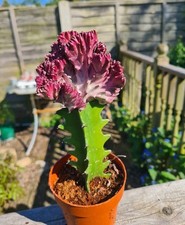 Euphorbia Lactea Cristata |