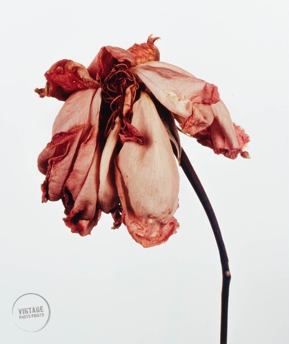 Vtg irving penn photo blue - irving,