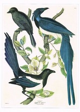 Short Billed Jay Magpie Bird Print Picture Vintage S. Milne Old 1990 CNHPBI#57