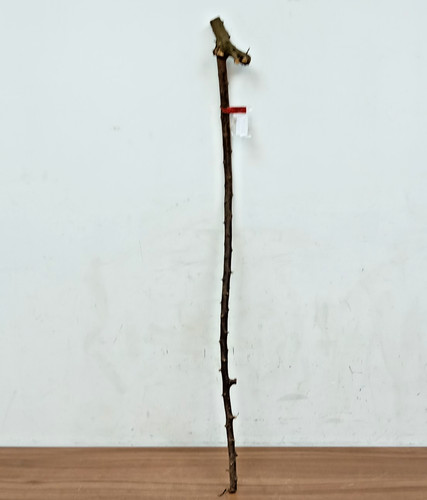Blackthorn walking stick - blackthorn,