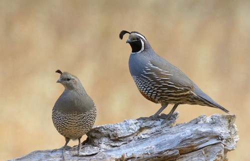 California quail cypress - california, tx