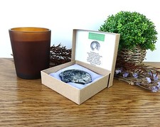 Authentic goniatite ammonite - authentic,