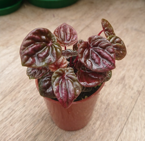 Peperomia red luna 6cm pot - red,