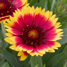 Gaillardia Guapa Flamenco