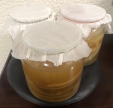 Live Organic Kombucha SCOBY + Starter Tea -Healthy & Active Culture for Homebrew