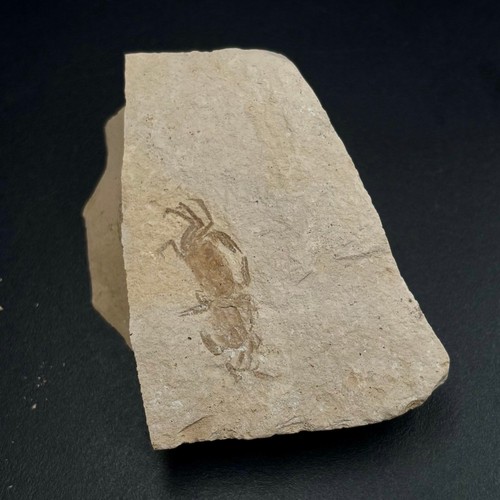 Pinnixia galliheri fossil crab - galliheri,