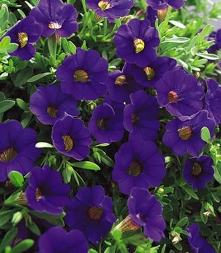 Calibrachoa million bells - million,