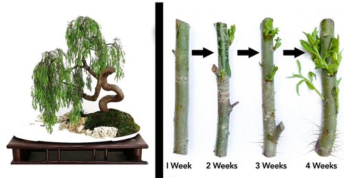 Dragon bonsai cutting - 2,