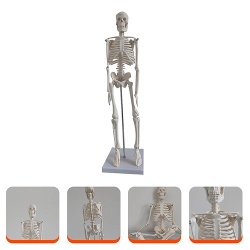 Medical anatomical skeleton - anatomical,