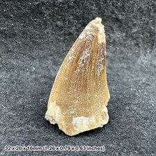 Mosasaur Tooth Fossil –