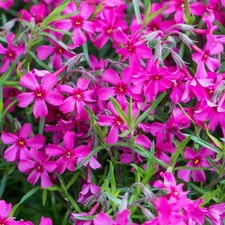 Phlox subulata 'Temiskaming'