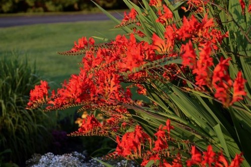 Crocosmia - , (x