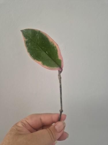 Hoya carnosa flamingo dream - hoya,