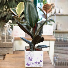 Indoor Ficus Abidjan | Houseplant Office Rubber Plant (30-40cm Incl. Pot)