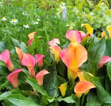 Zantedeschia Morning Sun Calla