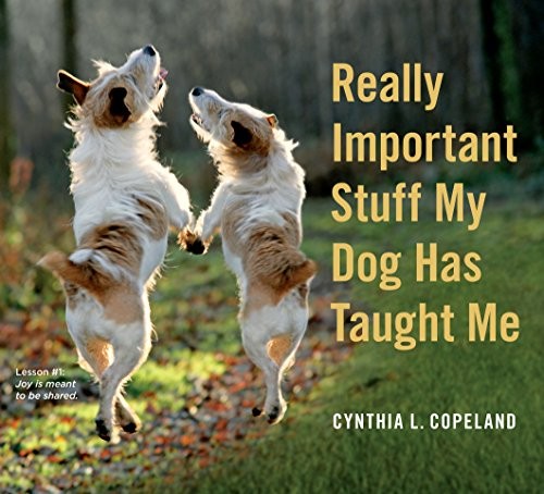 Really important stuff - stuff, dog