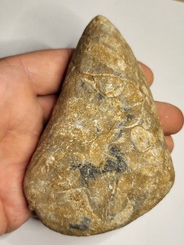 Faringdon fossil cretaceous - faringdon,