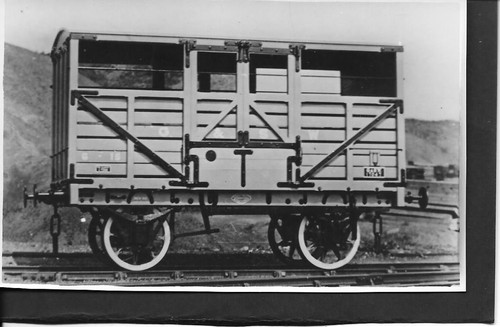 Glasgow cattle - s.w.r.,