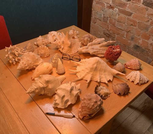 Large sea shells pre owned - 22,