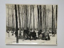 Maple Syrup Being Gathered Horse Drawn Barrel Canada 1935 Photo