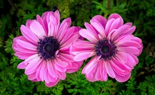 10x anemone the admiral flower - 10x,