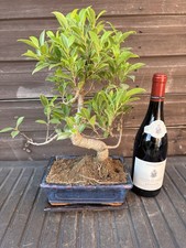 Bonsai Tree's Tiger Bark Ficus