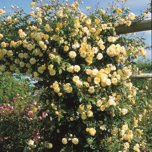 Mavern hills 5lt - -, potted