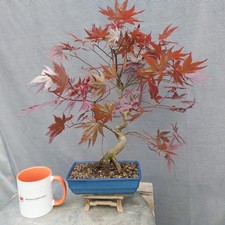 Beautiful Japanese Maple