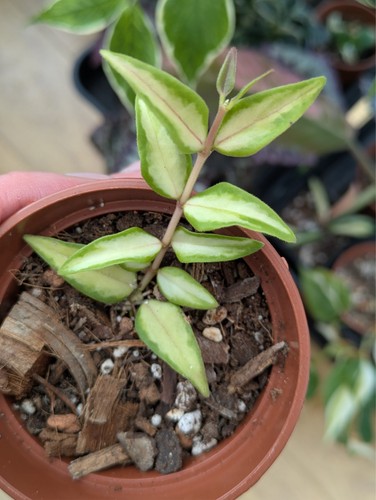 Hoya bella luis bois - hoya,