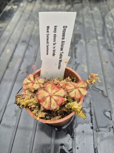 Drosera aliciae table - table, mountain
